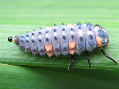 Coccinella septempunctata