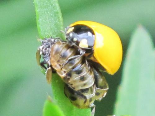 Coccinella septempunctata