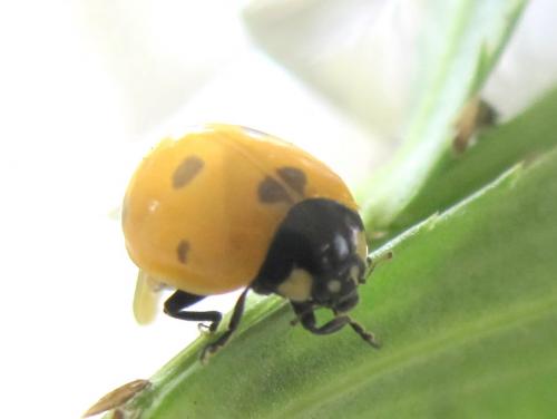 Coccinella septempunctata