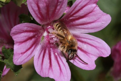 Réf. 71 147 : Dasypoda cingulata