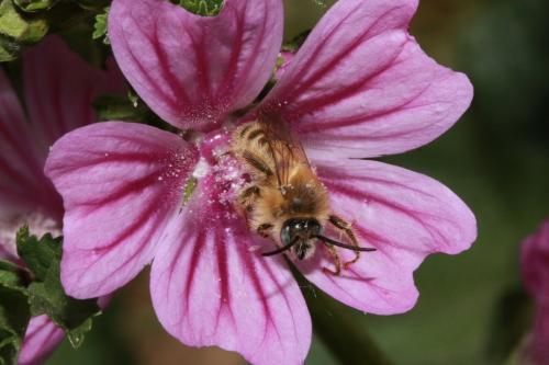 Dasypoda cingulata