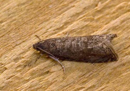 Réf. 71 064 : Grapholita funebrana