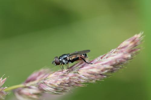 Tropidia scita