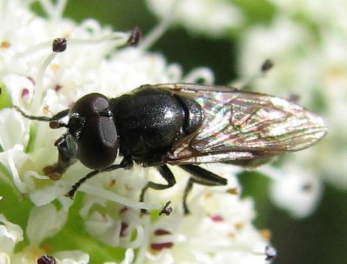 Réf. 71 032 : Cheilosia sp.