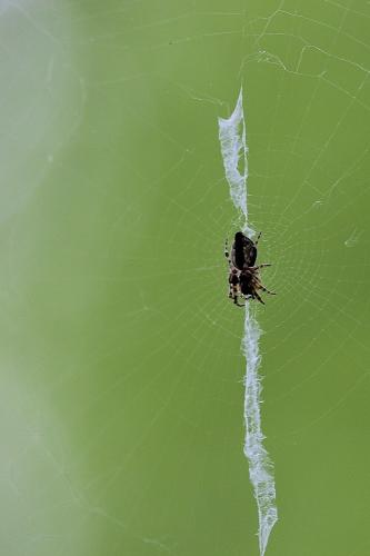 Réf. 71 872 : Cyclosa conica