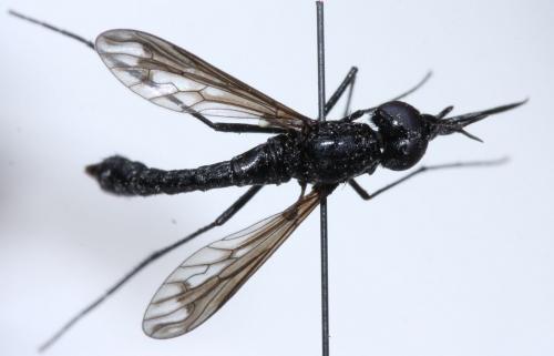 Réf. 71 722 : Eclimus gracilis