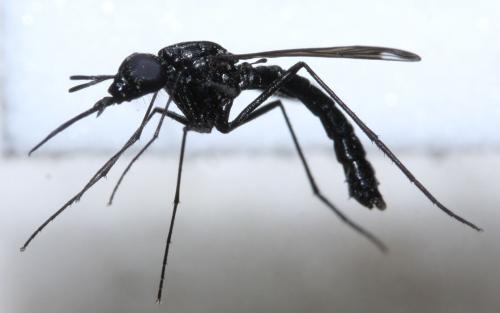 Réf. 71 723 : Eclimus gracilis