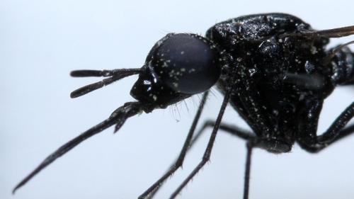 Réf. 71 724 : Eclimus gracilis