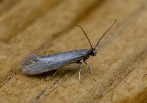 Ocnerostoma sp.
