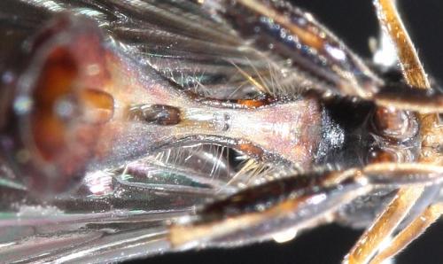 Sphegina sibirica