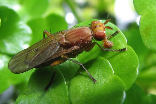 Tetanocera ferruginea