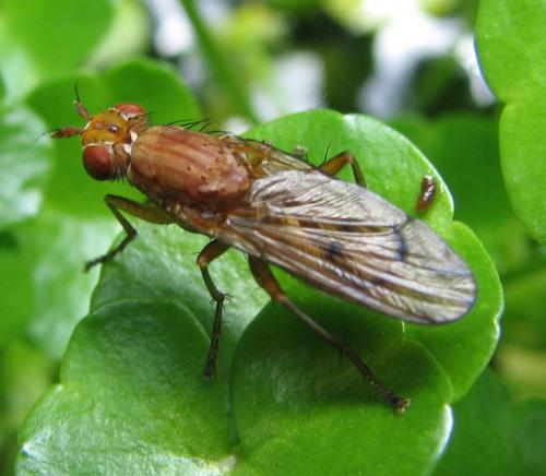 Tetanocera ferruginea