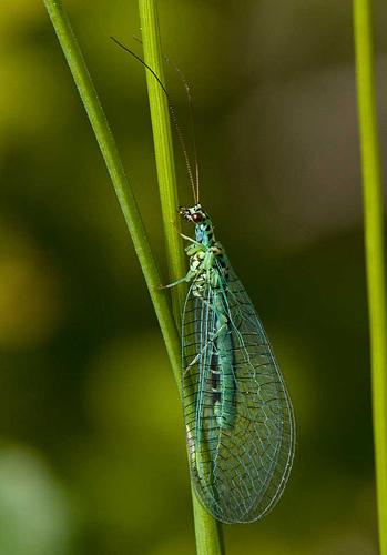 Réf. 71 293 : Chrysopa perla