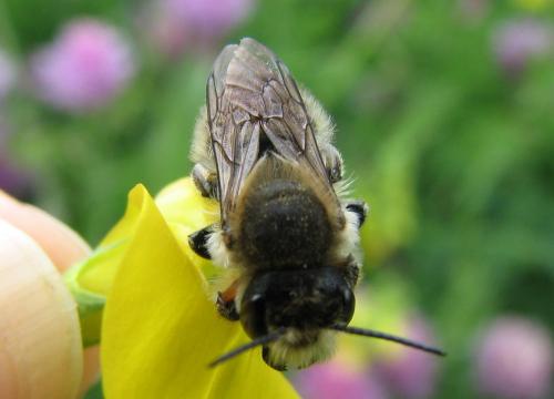 Megachile willughbiella