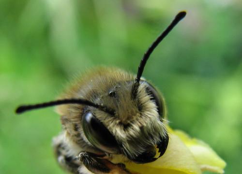 Megachile willughbiella