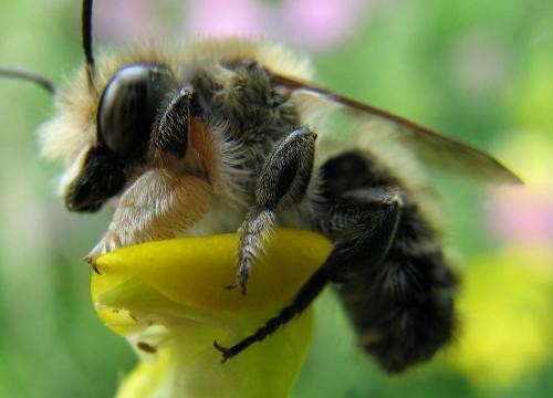 Megachile willughbiella
