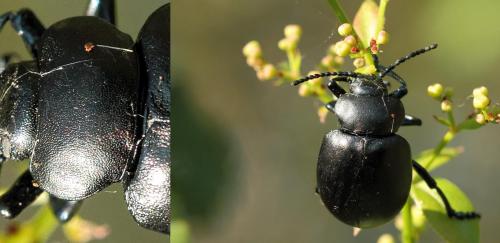 Timarcha tenebricosa