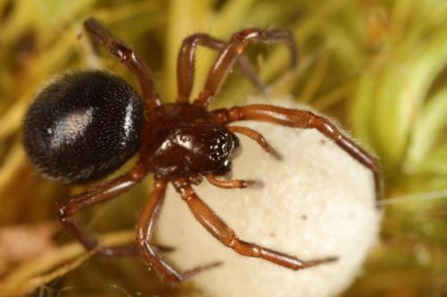 Réf. 71 447 : Enoplognatha thoracica