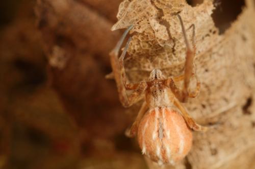 Uloborus walckenaerius
