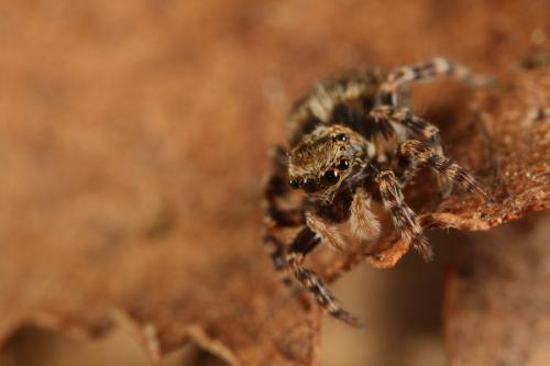 Réf. 71 526 : Pseudeuophrys erratica