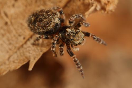 Réf. 71 527 : Pseudeuophrys erratica