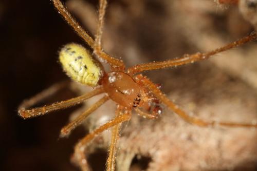 Réf. 71 592 : Enoplognatha sp.
