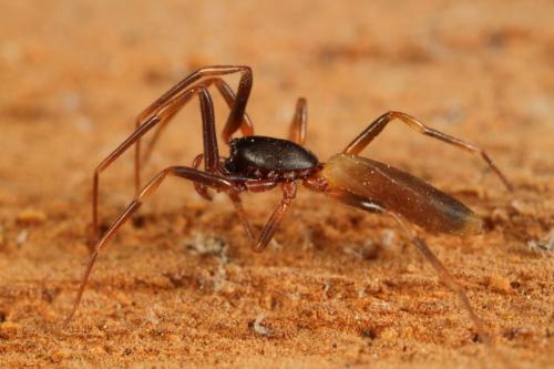 Harpactea hombergi