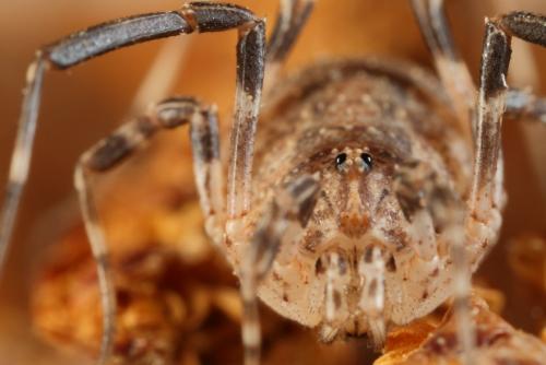 Odiellus spinosus