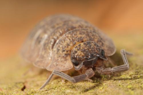 Porcellio scaber