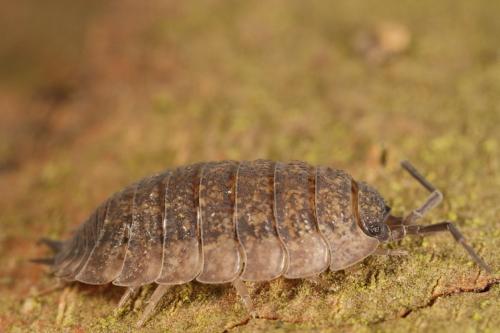 Porcellio scaber
