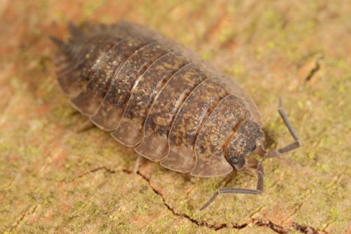 Porcellio scaber