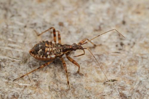 Himacerus apterus