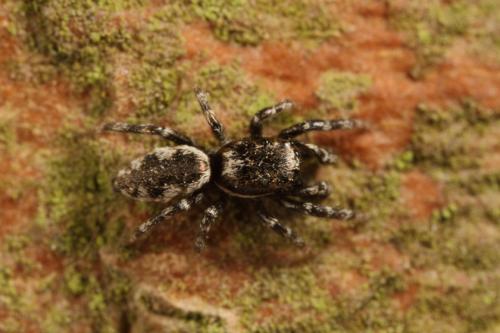 Salticus zebraneus