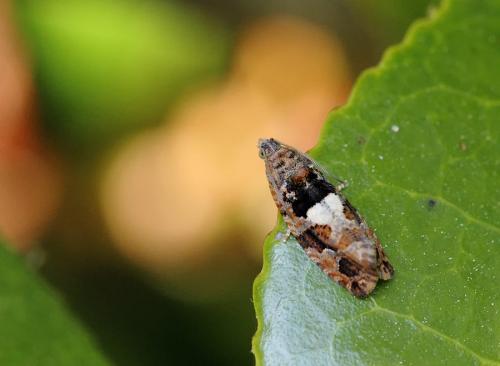 Réf. 71 407 : Eudemis profundana