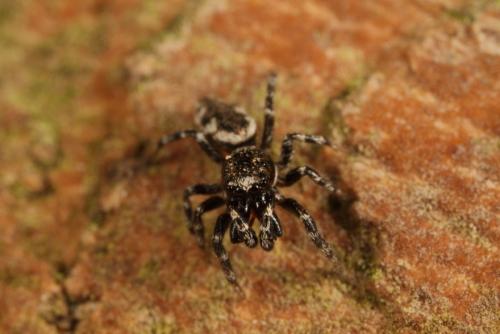 Salticus zebraneus
