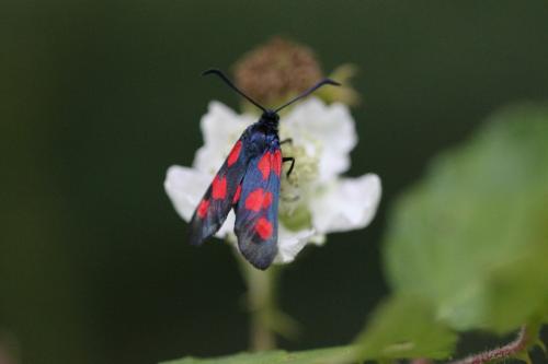 Réf. 71 428 : Zygaena trifolii