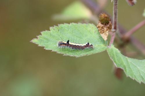 Acronicta psi