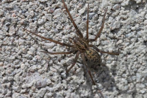 Tegenaria sp.