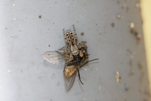 Marpissa muscosa