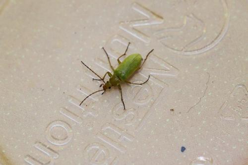 Cteniopus sulphureus