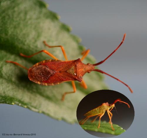 Gonocerus acuteangulatus