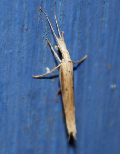 Réf. 71 610 : Ypsolopha mucronella