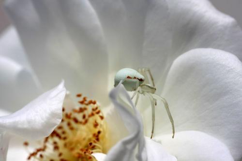 Misumena vatia