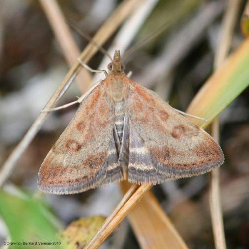 Réf. 71 192 : Pyrausta despicata