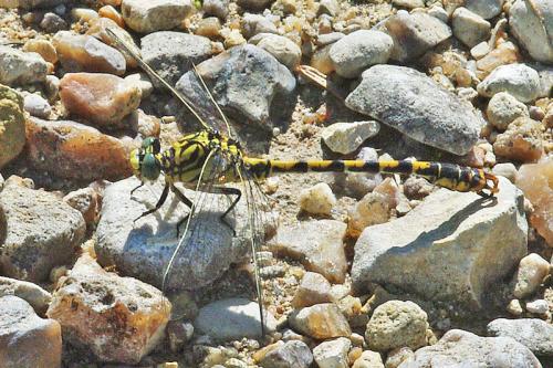 Onychogomphus forcipatus