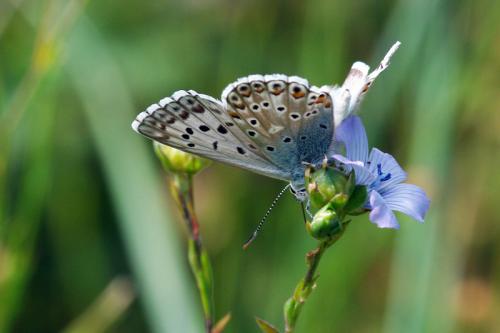 Réf. 71 421 : Polyommatus hispana