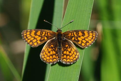 Réf. 71 758 : Melitaea athalia celadussa