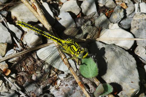 Réf. 71 696 : Gomphus simillimus