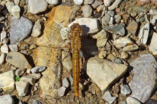 Orthetrum brunneum