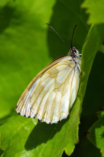 Melanargia galathea